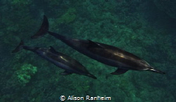 "Dolphins Below!" by Alison Ranheim 